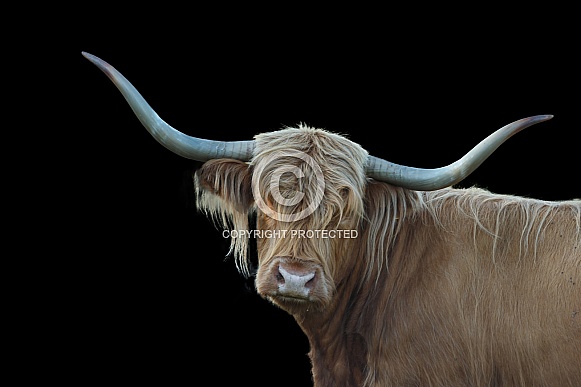 Highland cow