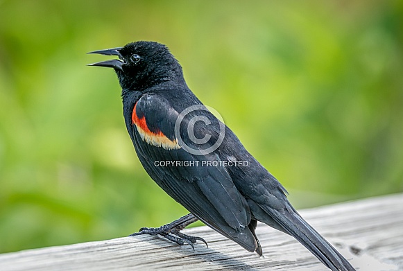 Red-Winged Blackbird Red-Winged Blackbird