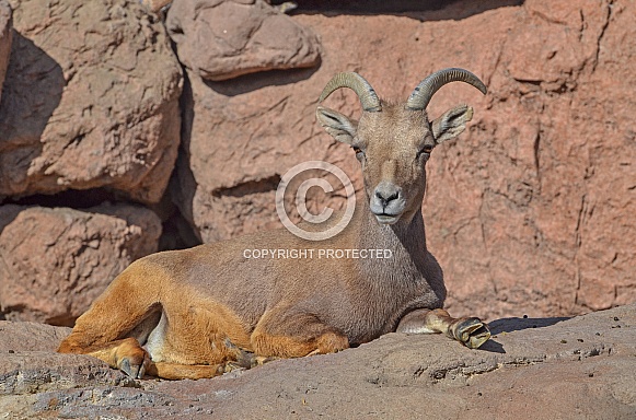 Bighorn Sheep Ewe