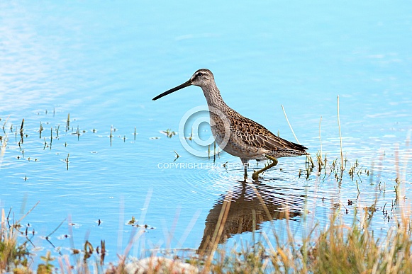 Long-billed Dowitcher Long-billed Dowitcher