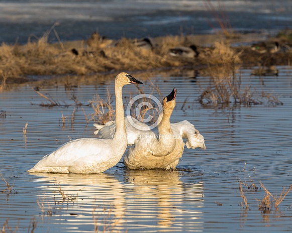 Trumpeter Swan Pair Trumpeter Swan Pair