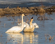 Trumpeter Swan Pair
