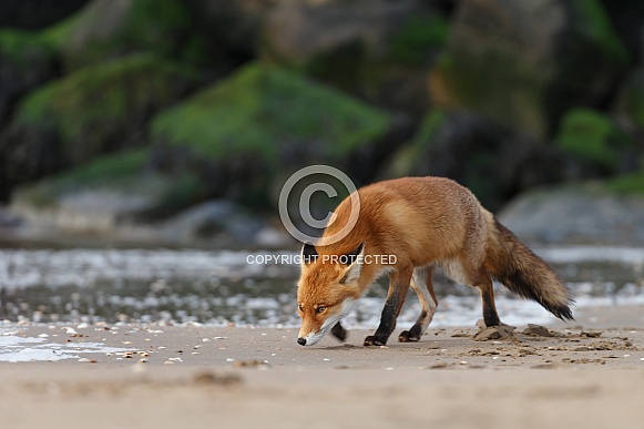 Red Fox Red Fox