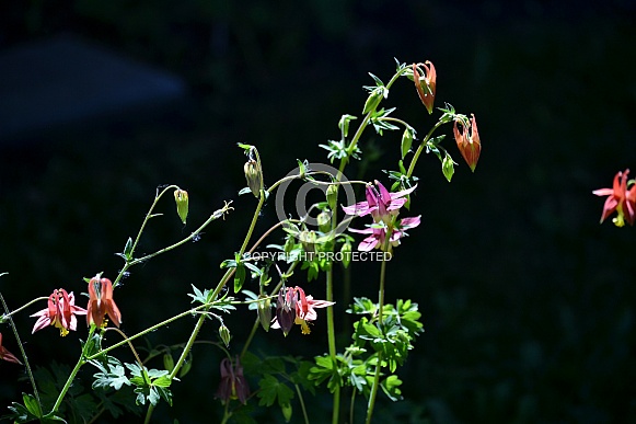 Western Columbine Western Columbine