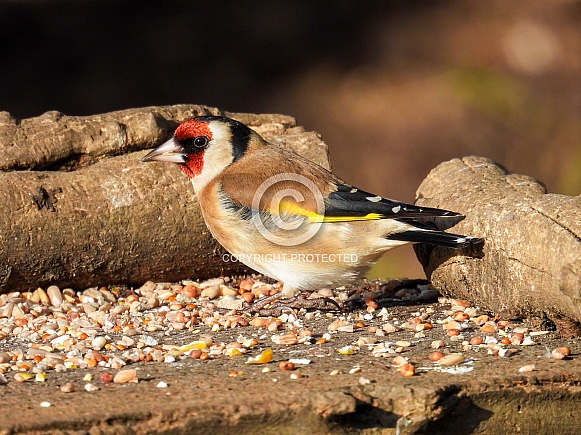 Goldfinch