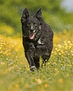 Curly-Coated Border Collie in Buttercups