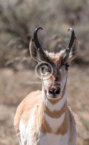 Wild Antelope Wild Antelope