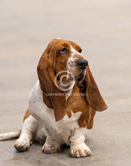 Floppy ear Basset hound sitting