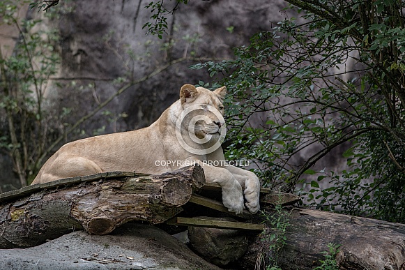 white Lion white Lion