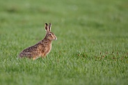 Hare