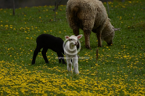 Sheep & Lambs