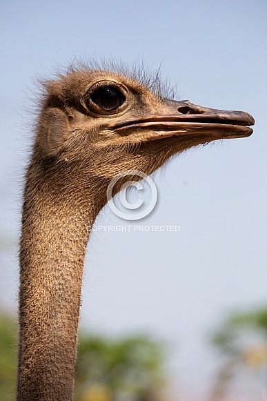 Ostrich Ostrich