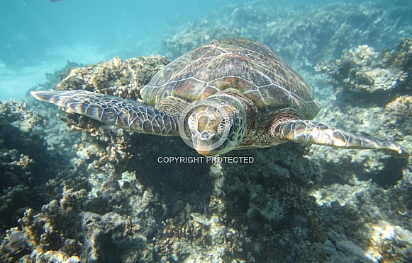 Green Turtle Green Turtle