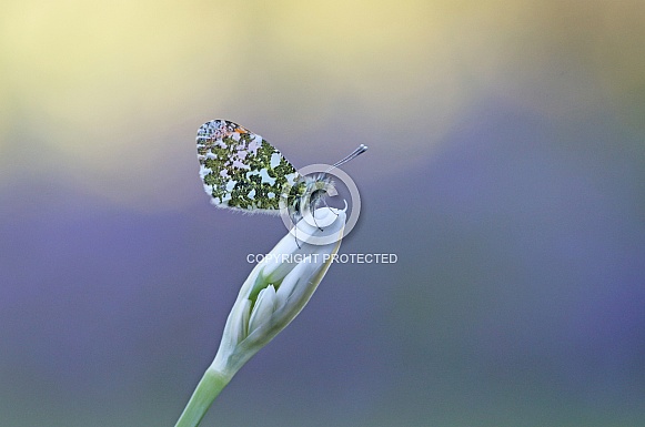 Orange Tip Butterfly Orange Tip Butterfly