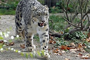 Snow Leopard