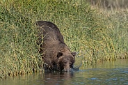 Female bear falling into the river