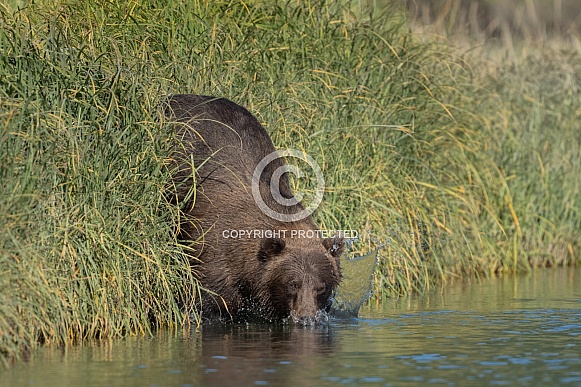Female bear falling into the river