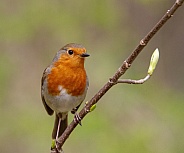 Robin