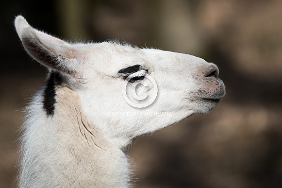 Guanaco