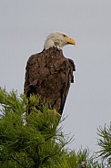 Bald Eagle