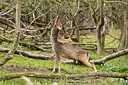 Fallow Deer