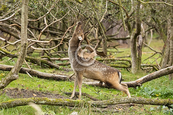 Fallow Deer Fallow Deer