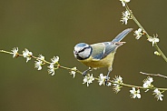 The Eurasian blue tit (Cyanistes caeruleus)