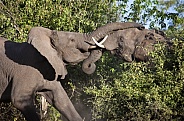 African Bull Elephants Fighting