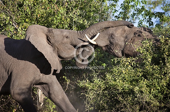 African Bull Elephants Fighting