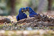 Hyacinth macaw in the nature habitat