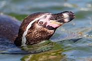 Humboldt penguin swimming