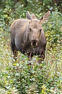 The moose or elk (Alces alces)