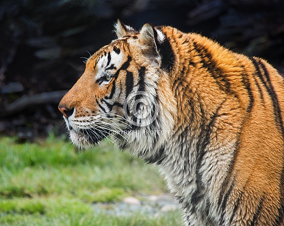 Portrait of a Tiger in the Rain Portrait of a Tiger in the Rain