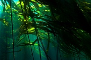 Flowing Bull Kelp
