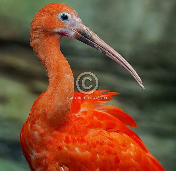 Scarlet Ibis
