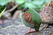 Crested partridge (Rollulus rouloul)