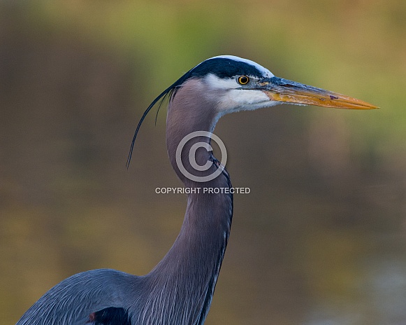 Great Blue Heron Great Blue Heron