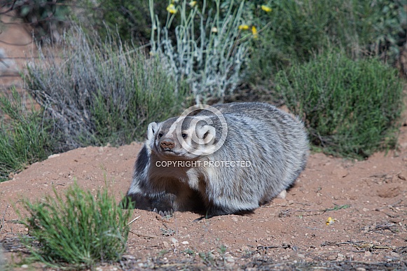 American badger Taxidea taxus