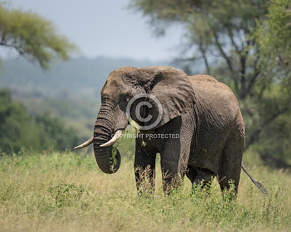 African elephant in Tarangerie national park