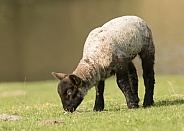 Young Lamb Grazing