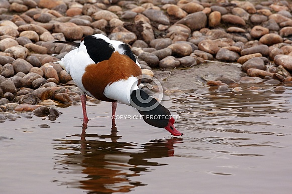 Common Shelduck (Tadorna tadorna)