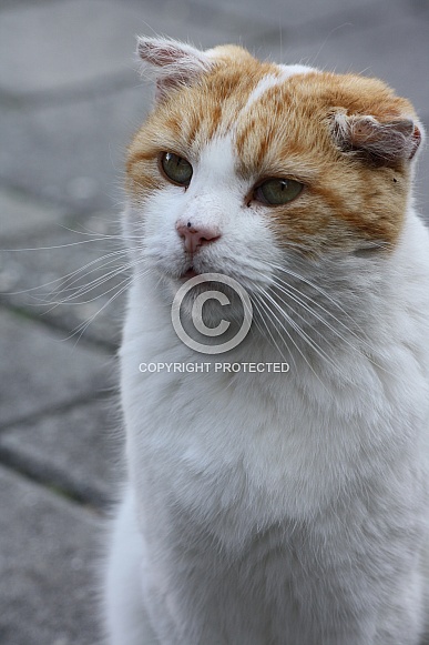 Domestic shorthair cat
