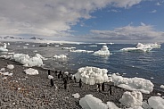 Adelie penguins - Antarctica