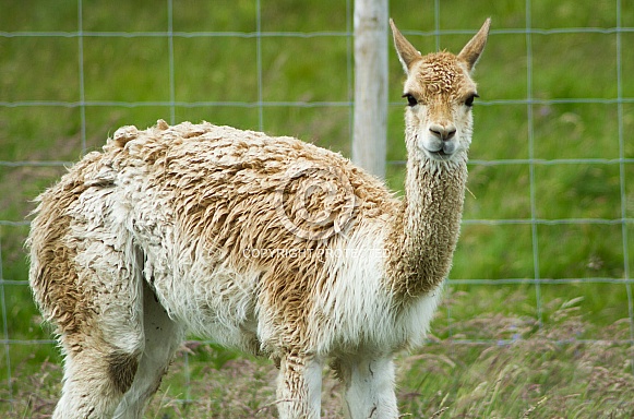 Vicuna Vicuna