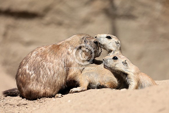 Prairie dogs (genus Cynomys)