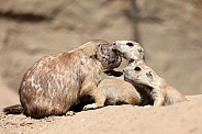Prairie dogs (genus Cynomys)