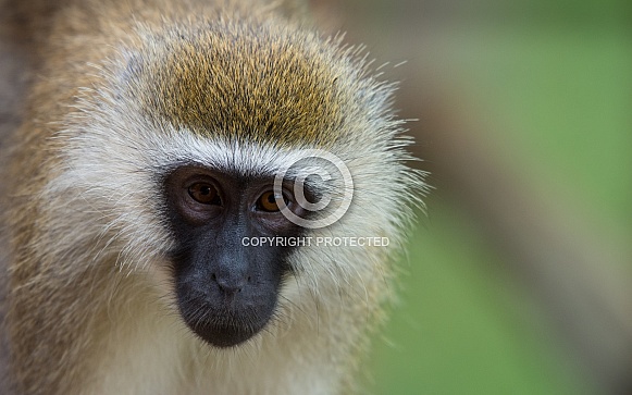 Vervet Monkey
