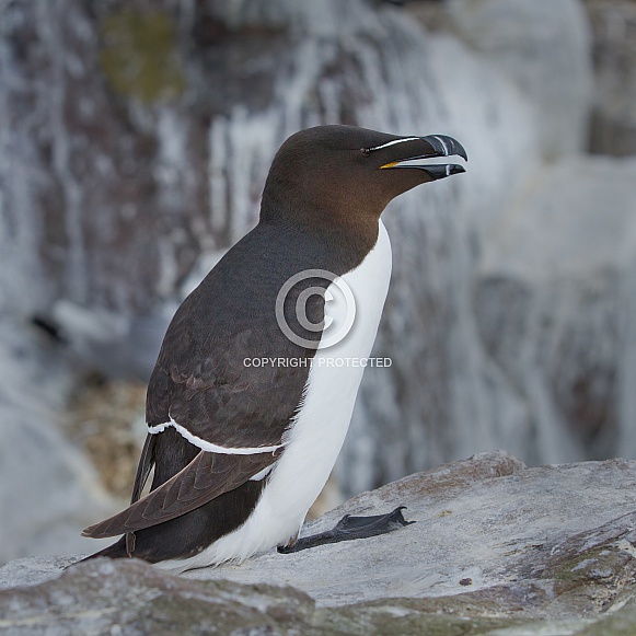 The razorbill or lesser auk (Alca torda)