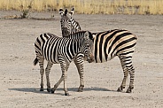 Zebra with foal