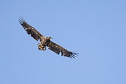 White tailed eagle or European Eagle